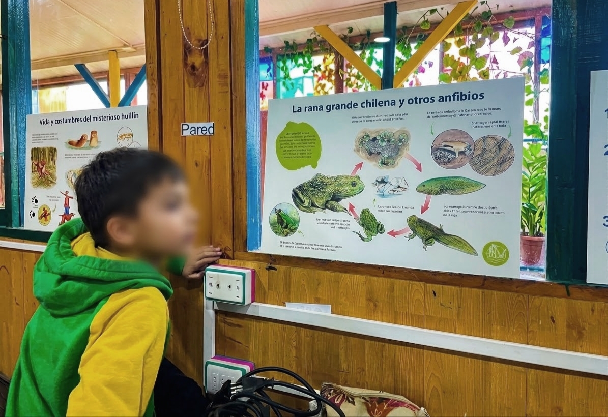 Estudiante observando material educativo sobre la rana grande chilena y otros anfibios en el Colegio San Martín de las Lomas